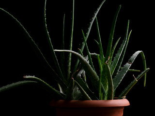 beautiful green plant in the studio