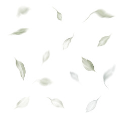 Obraz premium set of leaves background.