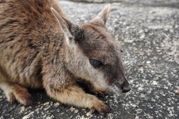 Naklejka premium Mareeba Rock Wallaby