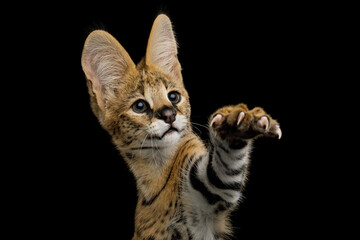 Close-up Funny Serval Cat Playing with Paw, tries to catch isolated on Black Background in studio