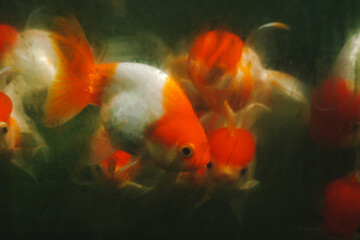 Close up and select focus golden fish in dirty mirror tank