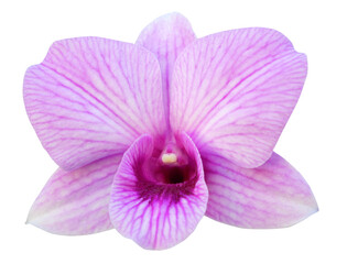 Pink orchid flower isolated on transparent background
