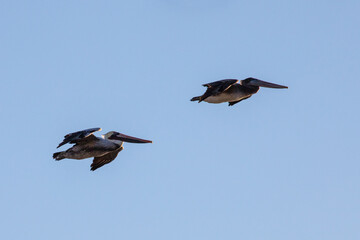 Fototapeta premium Two pelicans in flight in on the California central coast at Cambria - United States