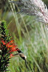 Colibrí  © Javier