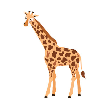 Cute giraffe standing, cartoon flat vector illustration isolated on white background.
