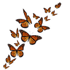 Monarch butterflies flight isolated on white background.