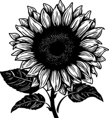 Sunflower silhouette. Floral drawing, black and white flower illustration. Vector illustration on white isolated background. Good for packaging, logo, and decor.