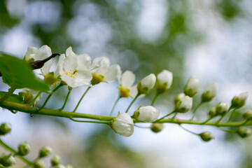 Beautiful Pink Sakura flowers, cherry blossom during springtime against blue sky, toned image with sun leak . High quality photo