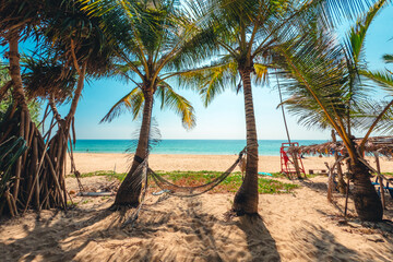 Coconut trees on island beach and summer vacation