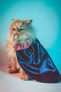 Persian breed cat with coat Gato persa con capa