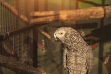 Grey parrot in cage.Animal farm.