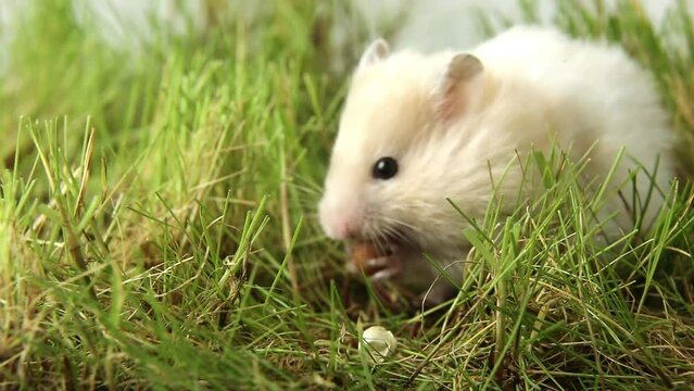  A fluffy hamster is gnawing a nut on the green grass. 