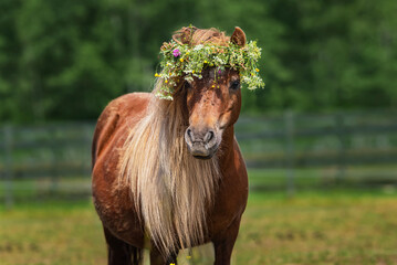 Shetland pony with a wreath of flowers on its head	