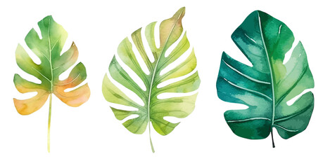 Tropical watercolor leaves. Vector illustration. Isolated image