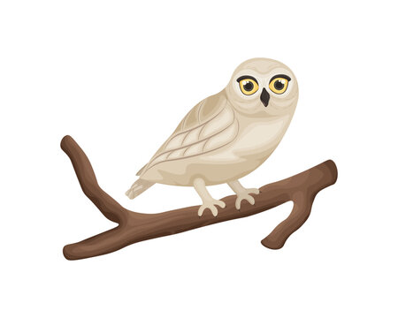 Owl. Cute owl in cartoon style is sitting on a tree branch. An owl on a branch. Vector illustration isolated on a white background