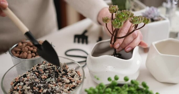 Woman adding soil into pot with Aeonium house while planting potting
