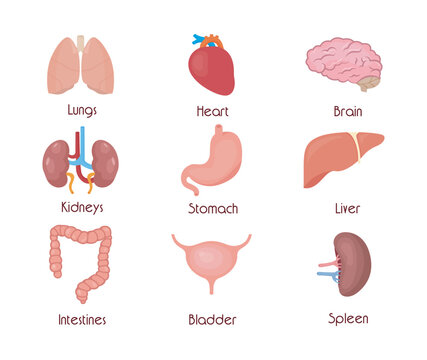 Human organ icon collection. Vector flat color anatomical illustration
