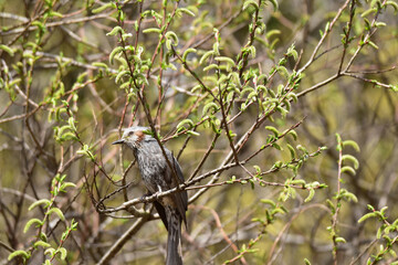 新芽が出た木に止まる春のヒヨドリ