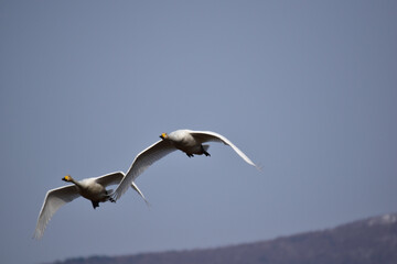 並んで低く飛ぶ白鳥