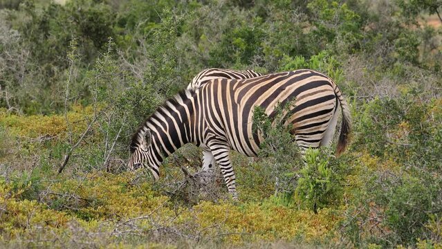Two plains zebras (Equus burchelli) feeding in natural habitat, Addo Elephant National Park, South Africa