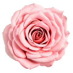 pink flower isolated on transparent background, png flower element, rose colour, pink colour