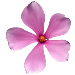 pink flower isolated on transparent background, png flower element, rose colour, pink colour