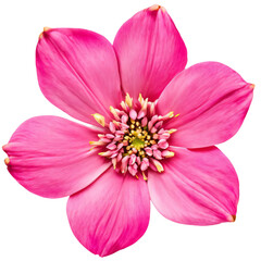 pink flower isolated on transparent background, png flower element, rose colour, pink colour