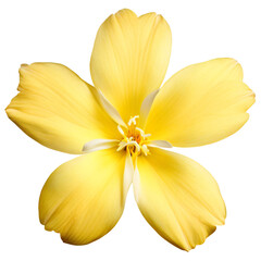 Fototapeta na wymiar yellow flower isolated on transparent background, png flower element