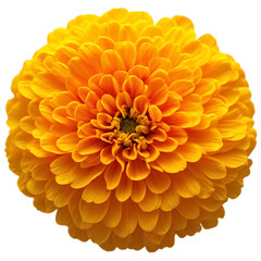 yellow flower isolated on transparent background, png flower element