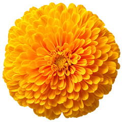 yellow flower isolated on transparent background, png flower element