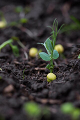 Green pea growing in farmer‘s field, sprout of plant in soil, growing green pea seedling, macro view