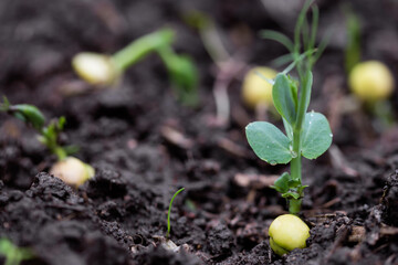 Green pea growing in farmer‘s field, sprout of plant in soil, growing green pea seedling, macro view