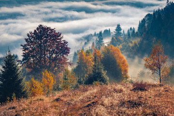 Misty autumn scene of Carpathian mountains. Spectacular morning view of mountain valley. Thick fog...