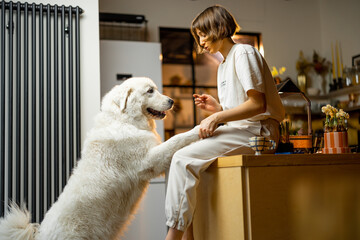 Young woman plays with her huge white dog, spending leisure time together happily on kitchen at...