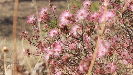 Nature close ups flowera