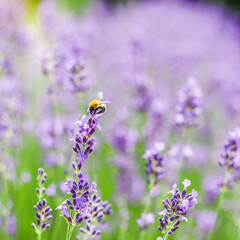 Purple lavender background with worker bee in the garden