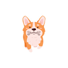 Fototapeta premium Smiling corgi dog carries bone in teeth flat style, vector illustration