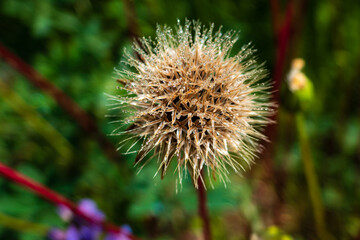 micro photo of dandelion with dew in the morning