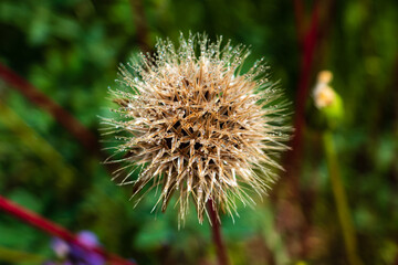 micro photo of dandelion with dew in the morning