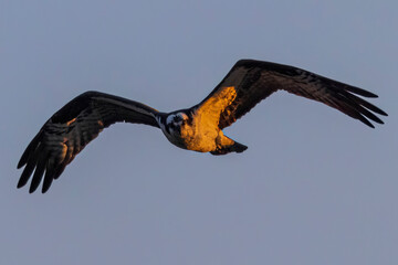 Wild osprey at a state park in Colorado.
