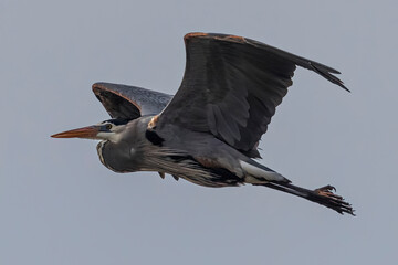 Obraz premium A wild great blue heron flying at a state park in Colorado.
