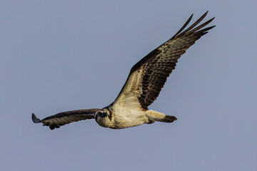 Fototapeta na wymiar Wild osprey at a state park in Colorado.