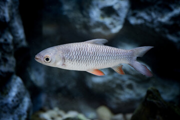 Naklejka premium Hoven's carp (Leptobarbus hoevenii; Jelawat in Malay), also known as the mad barb or sultan fish, is a species of fish in the barb family.