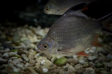 The tinfoil barb (Barbonymus schwanenfeldii) is a tropical Southeast Asian freshwater fish of the family Cyprinidae.