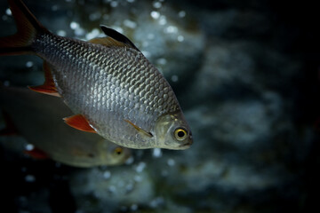 Fototapeta premium The tinfoil barb (Barbonymus schwanenfeldii) is a tropical Southeast Asian freshwater fish of the family Cyprinidae.