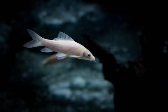 Labeo bilder Bläddra bland 361 stockfoton, vektorer och videor