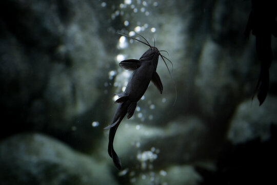 Mystus leucophasis is an Asian species of upside-down catfish belonging to the family Bagridae. It is known for its unusual behaviour, as it primarily swims in an inverted position and never upright.