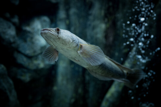 Channa marulius (bullseye snakehead or great snakehead) is a large species of snakehead native to South Asia. Populations in Southeast Asia are now regarded as separate species