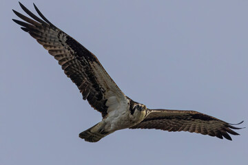 A wild osprey catching fish at a state park in Colorado.