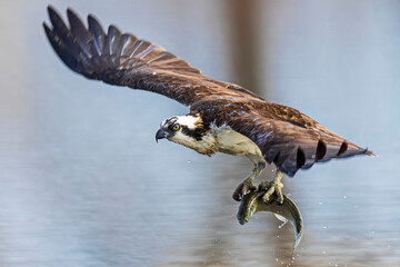 A wild osprey catching fish at a state park in Colorado.